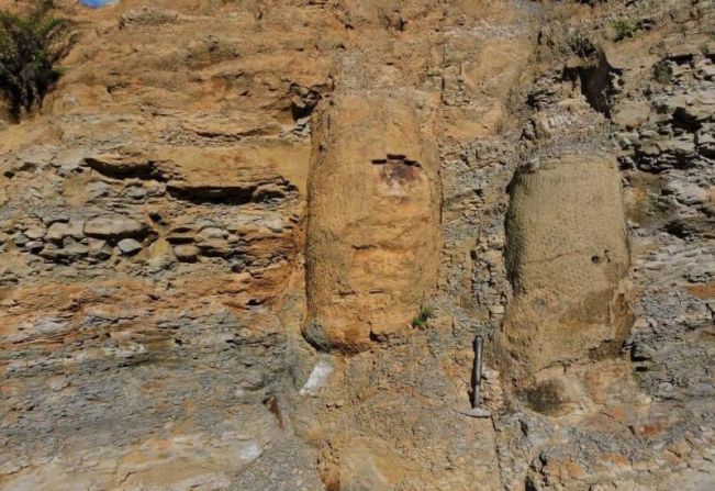 Pesquisa descobre floresta fossilizada de 290 milhões de anos no Paraná